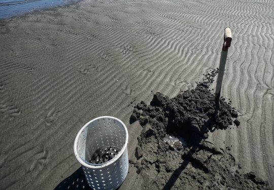  peche-coques-vero-st-onge